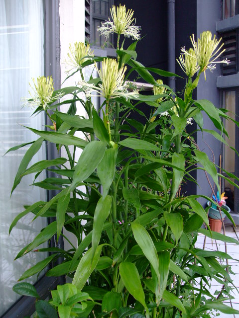 富贵竹这样养，四季绿油油，长到2米高，开花“又仙又香”