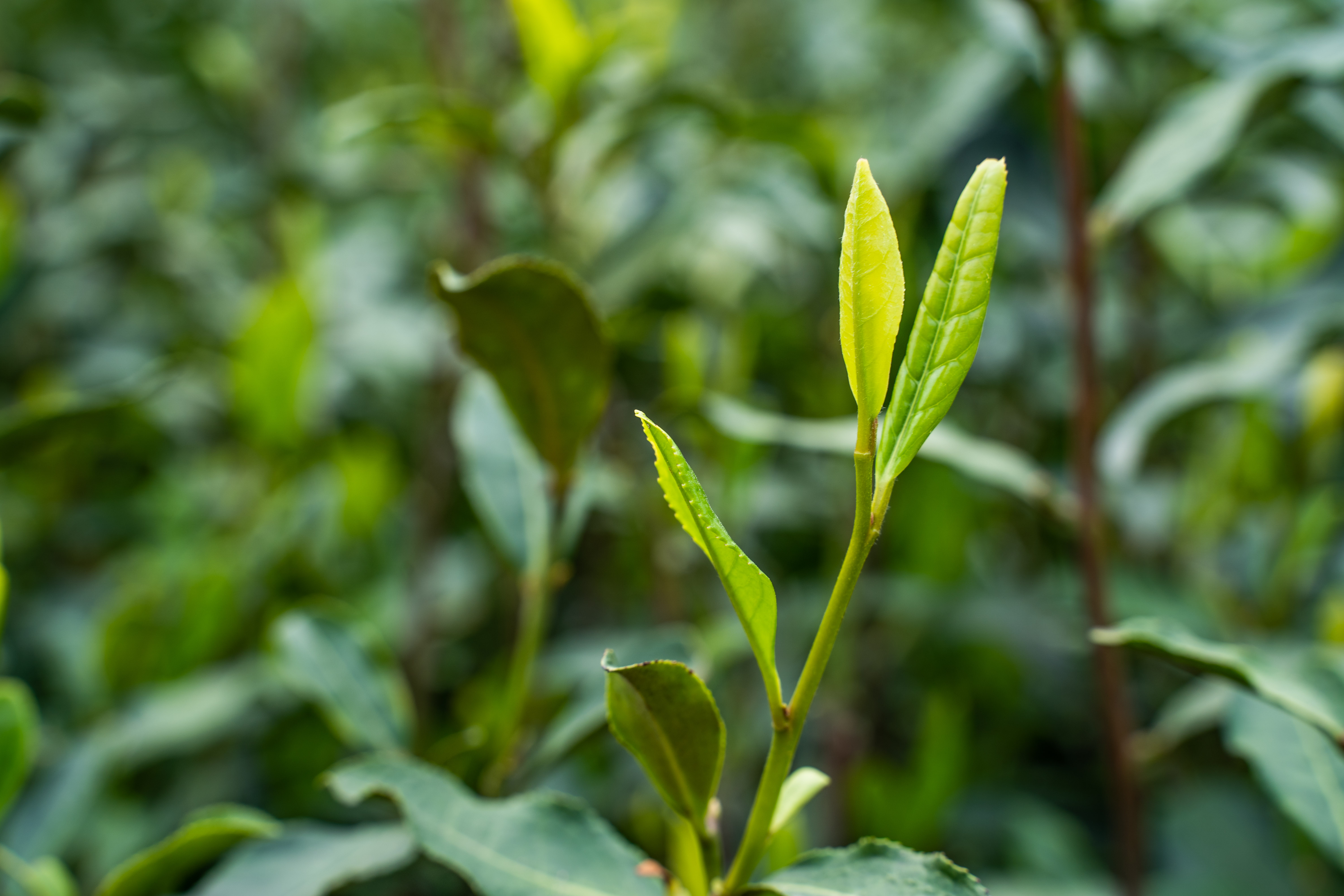 中国好茶之绿茶——龙井