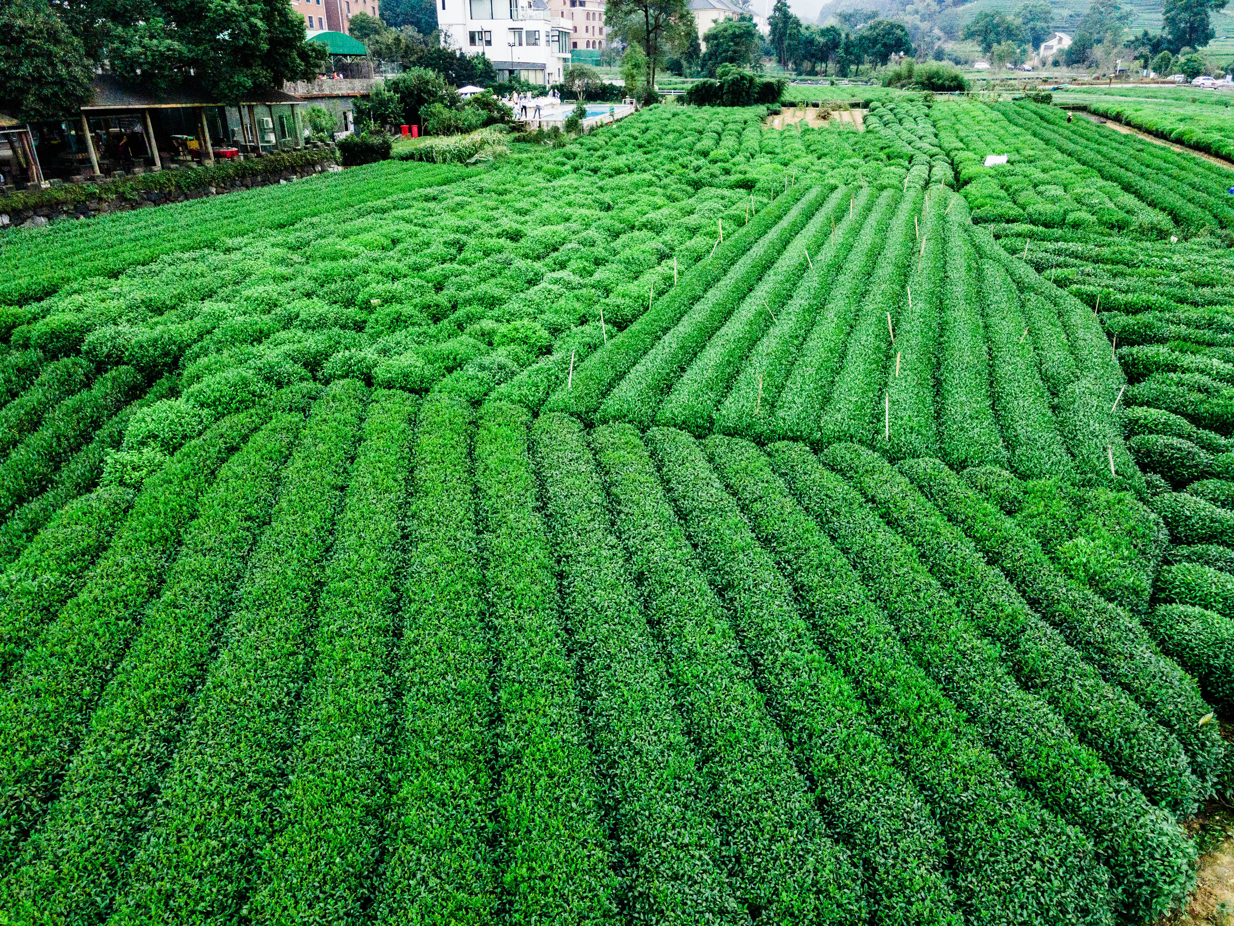 中国好茶之绿茶——龙井