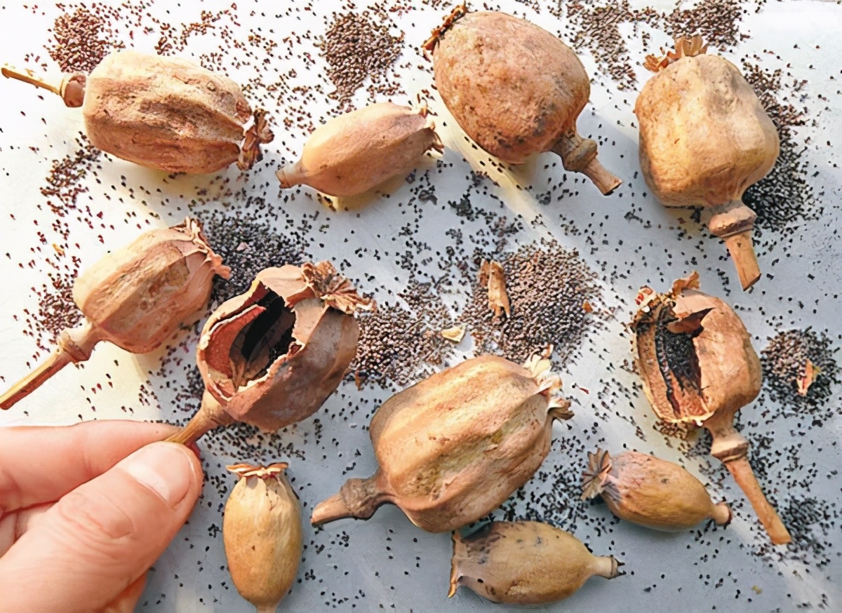 警惕：罂粟壳流向国内小吃市场！长期吃的人会怎么样？