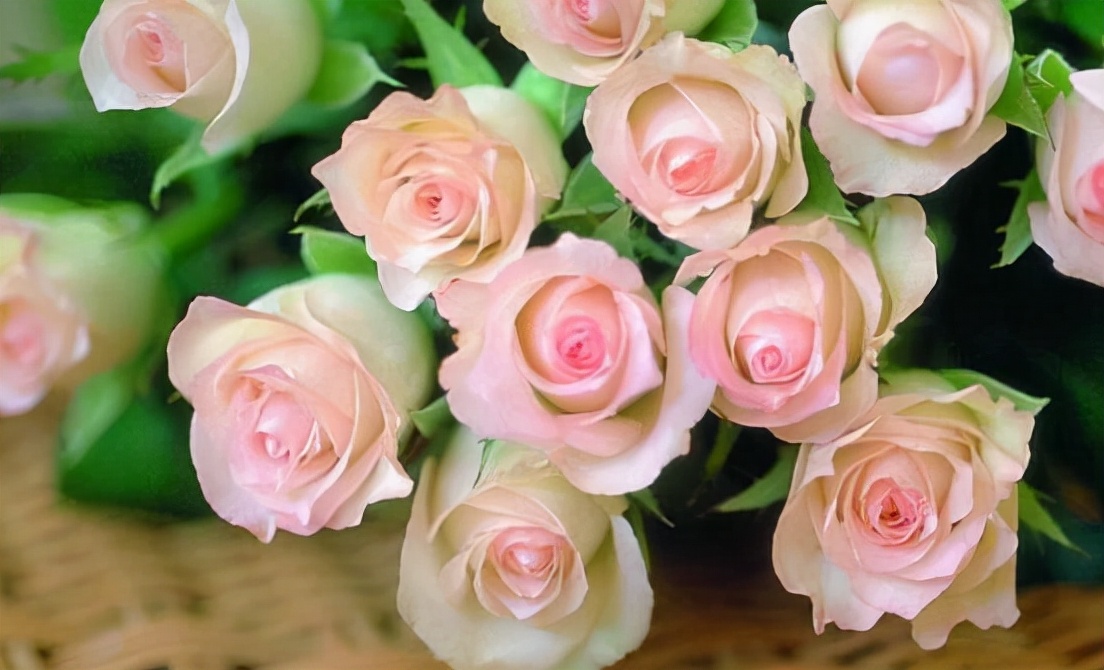 玫瑰花如何保存才能持久不枯 延长玫瑰花保鲜期的小妙招