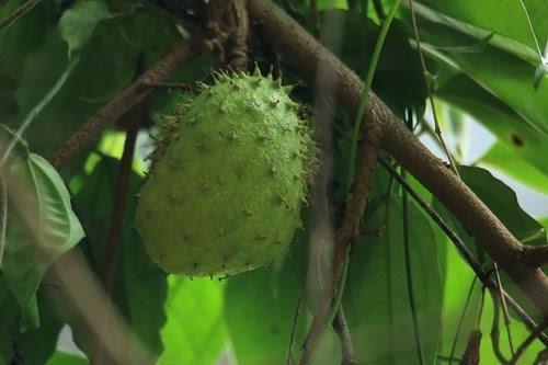 这水果名叫“番荔枝”，样子虽丑价值却高，在热带很常见