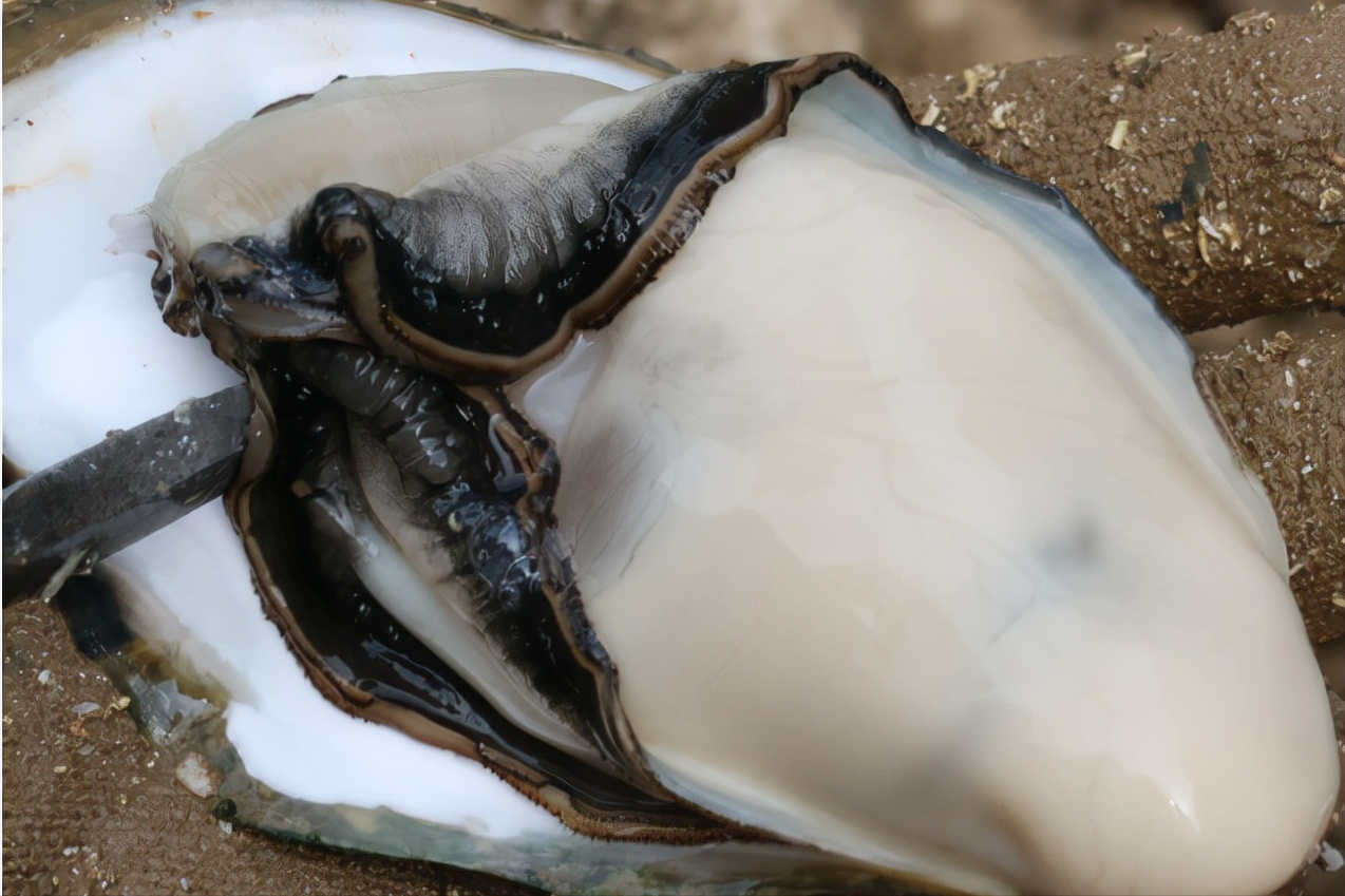 一味中药：牡蛎，收敛固涩，软坚散结，化掉体内坚硬的结节