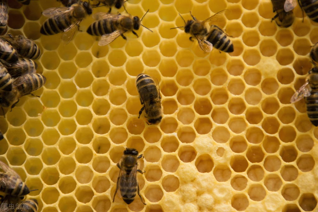 蜂王浆到底是一种什么东西，都是工蜂的分泌物，但作用完全不同