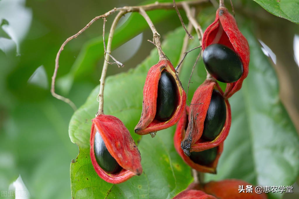 广东地区这种水果，被称为“凤眼果”，产量少，风味与板栗相似