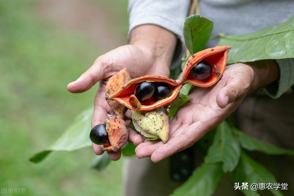 广东地区这种水果，被称为“凤眼果”，产量少，风味与板栗相似