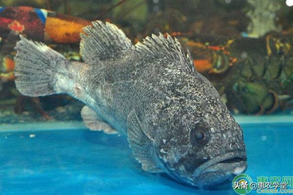 石斑鱼是海水鱼还是淡水鱼？石斑鱼的营养和功效及禁忌