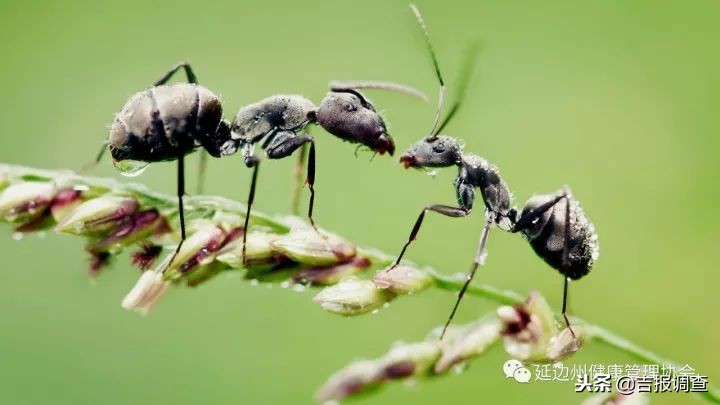 小小蚂蚁竟有神奇功效，好多名贵药材都望尘莫及！