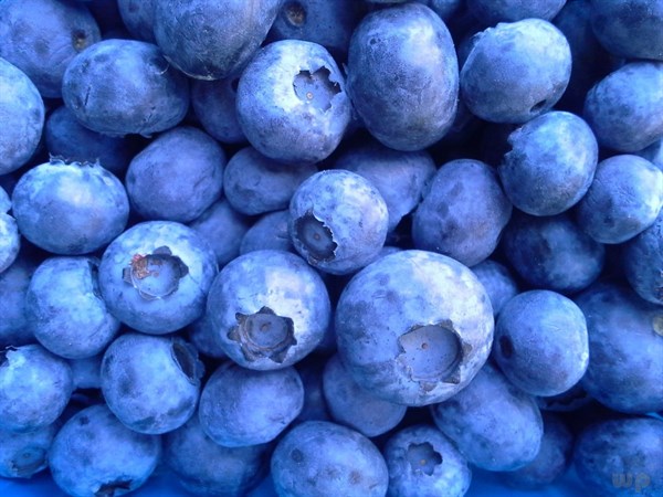 蓝莓中富含花青素，延衰健脑保护心脏，医生交代：吃蓝莓注意三点