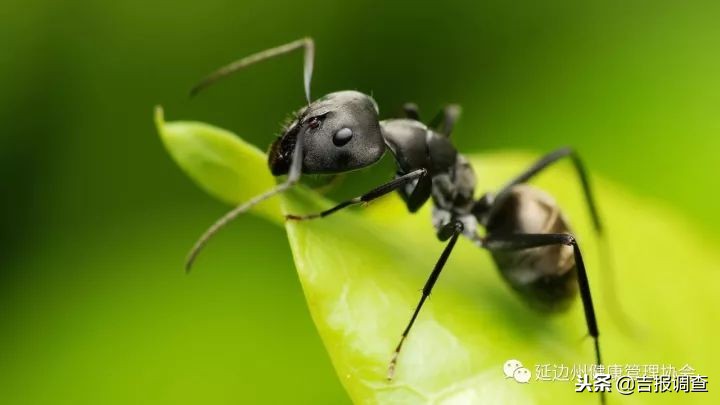 小小蚂蚁竟有神奇功效，好多名贵药材都望尘莫及！