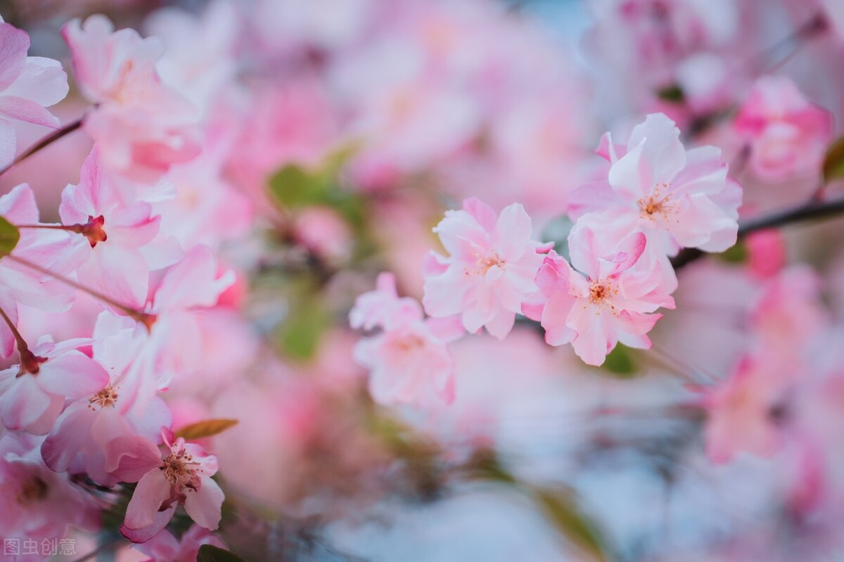 关于春天的温柔美好句子，春风春水唯美情感简短文案精选