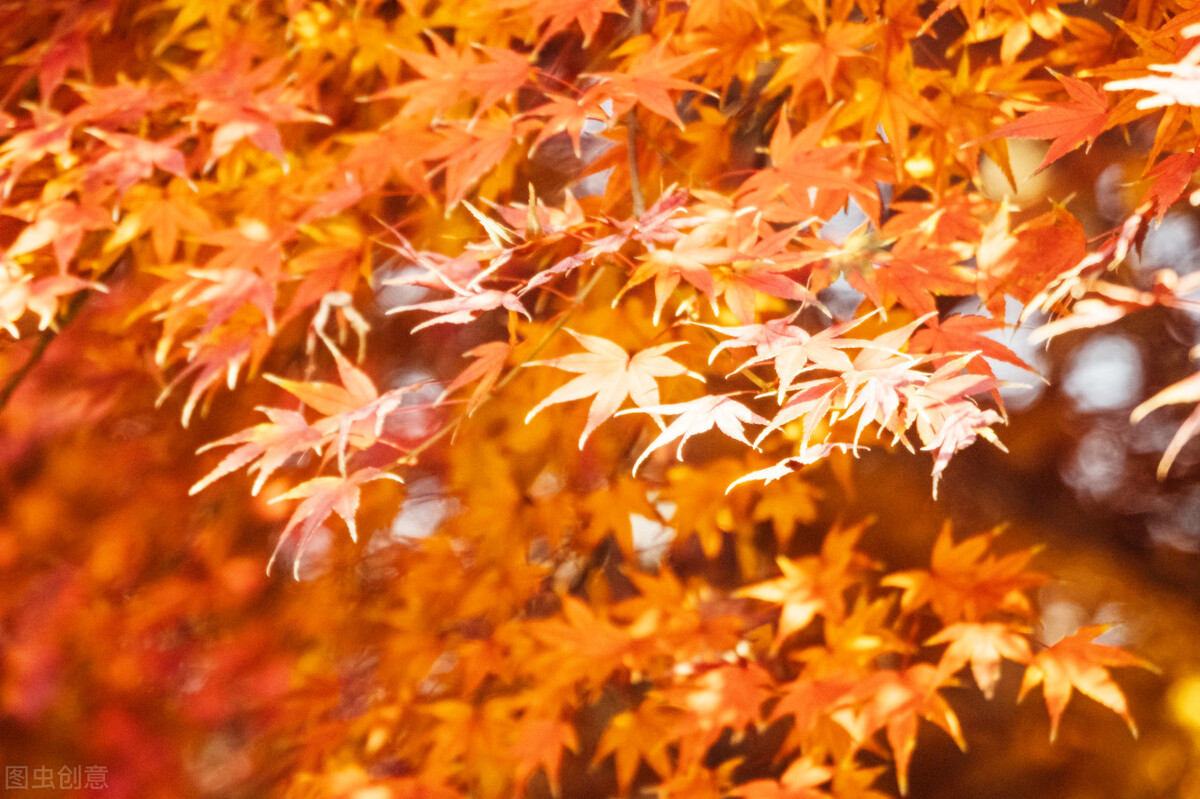 描写秋天的枫叶句子分享，朋友圈文案