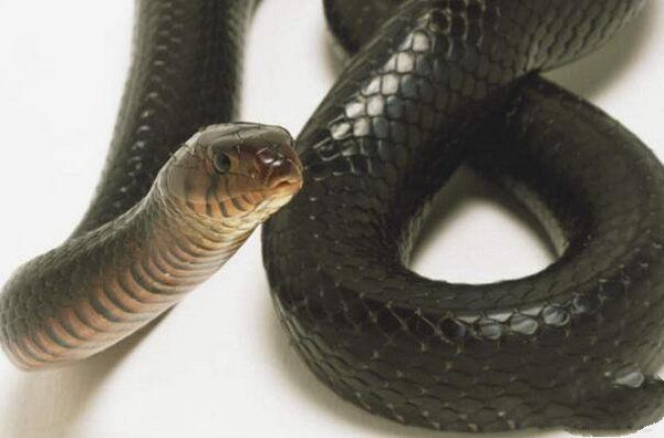 世界10大常见无毒蛇，有3种人们会买来当宠物养，你养了吗？