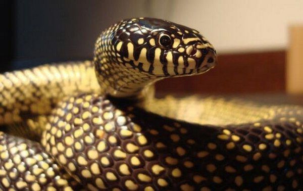世界10大常见无毒蛇，有3种人们会买来当宠物养，你养了吗？