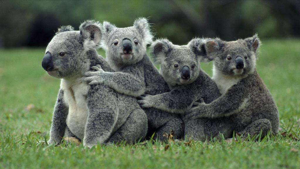 世界上“笨得要死”的十种动物，考拉居榜首，澳大利亚拿它当国宝