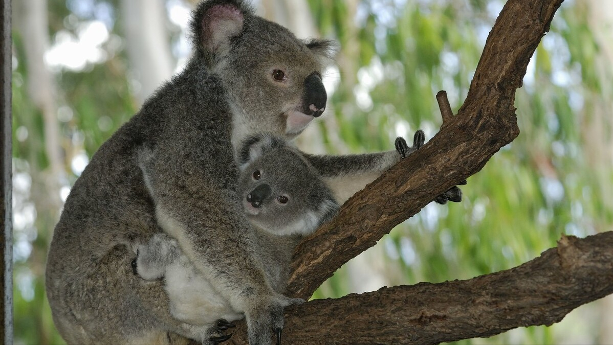 世界上“笨得要死”的十种动物，考拉居榜首，澳大利亚拿它当国宝