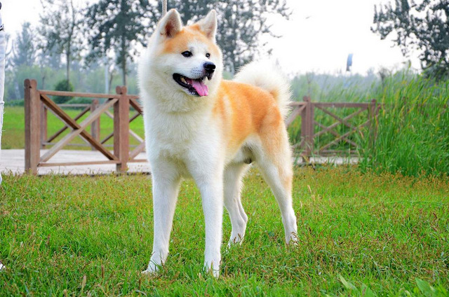 全球10大最著名的狗狗，秋田犬和哈士奇成功上榜，你家养了吗？