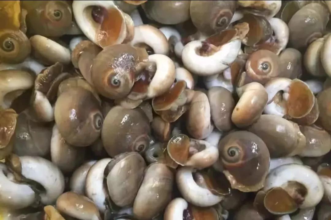 海螺类食用大全