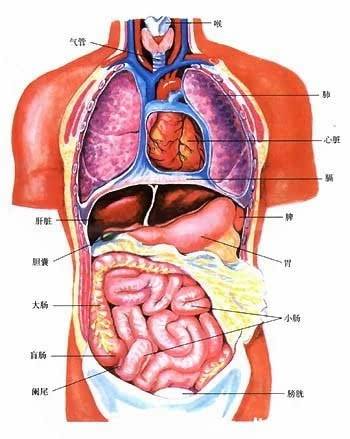 人体五脏六腑器官分布图
