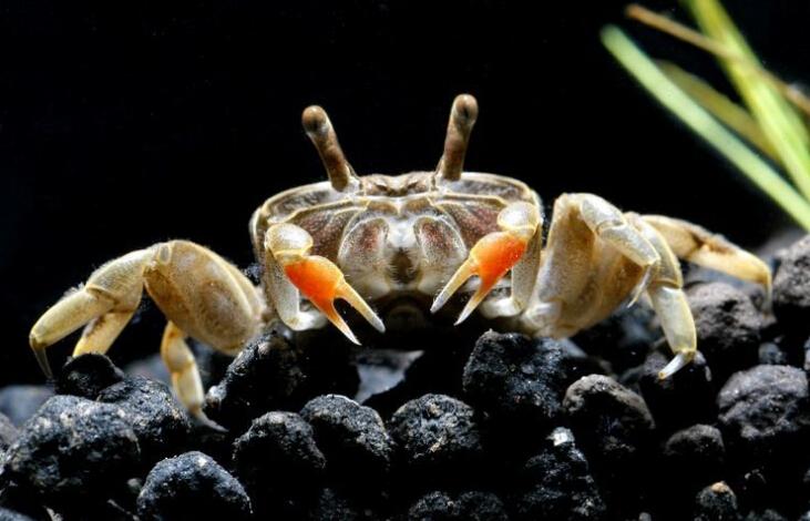 迷你螃蟹吃什么怎么养活，喂给它喜欢吃的食物，它是很好养活的
