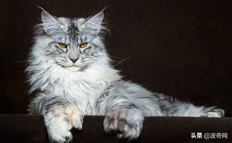 来自俄罗斯的猫咪，不到2岁快30斤，还会继续长…
