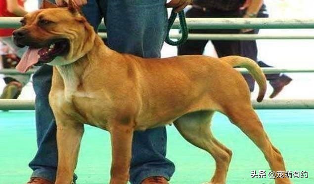 西班牙斗牛梗——全球公认的最凶神恶煞的犬