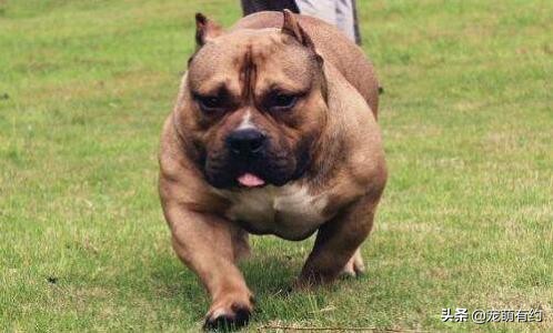 西班牙斗牛梗——全球公认的最凶神恶煞的犬