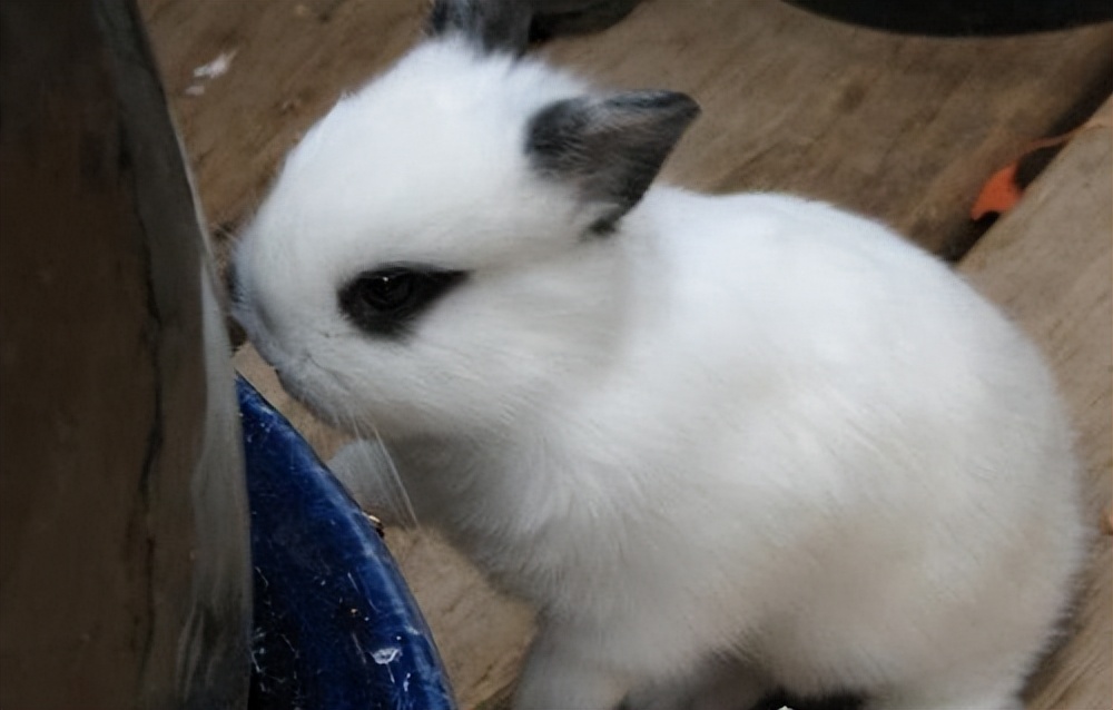 世界上最小的宠物兔图片
