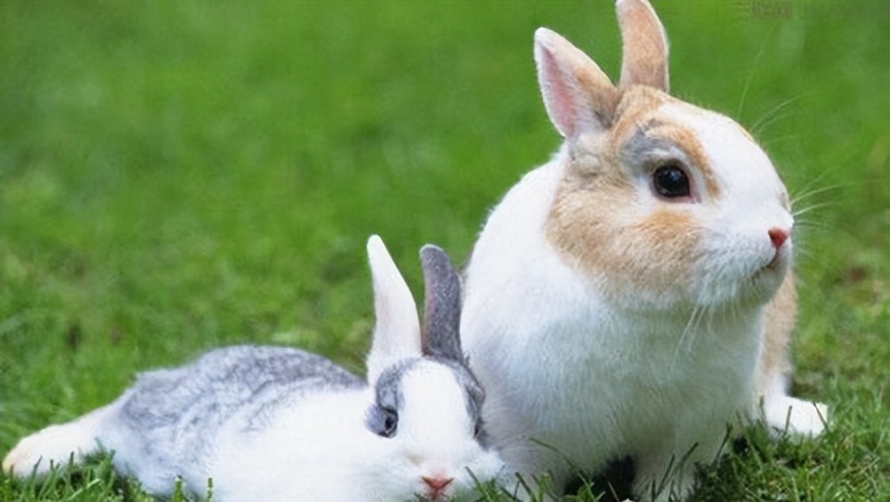 世界上最小的宠物兔图片