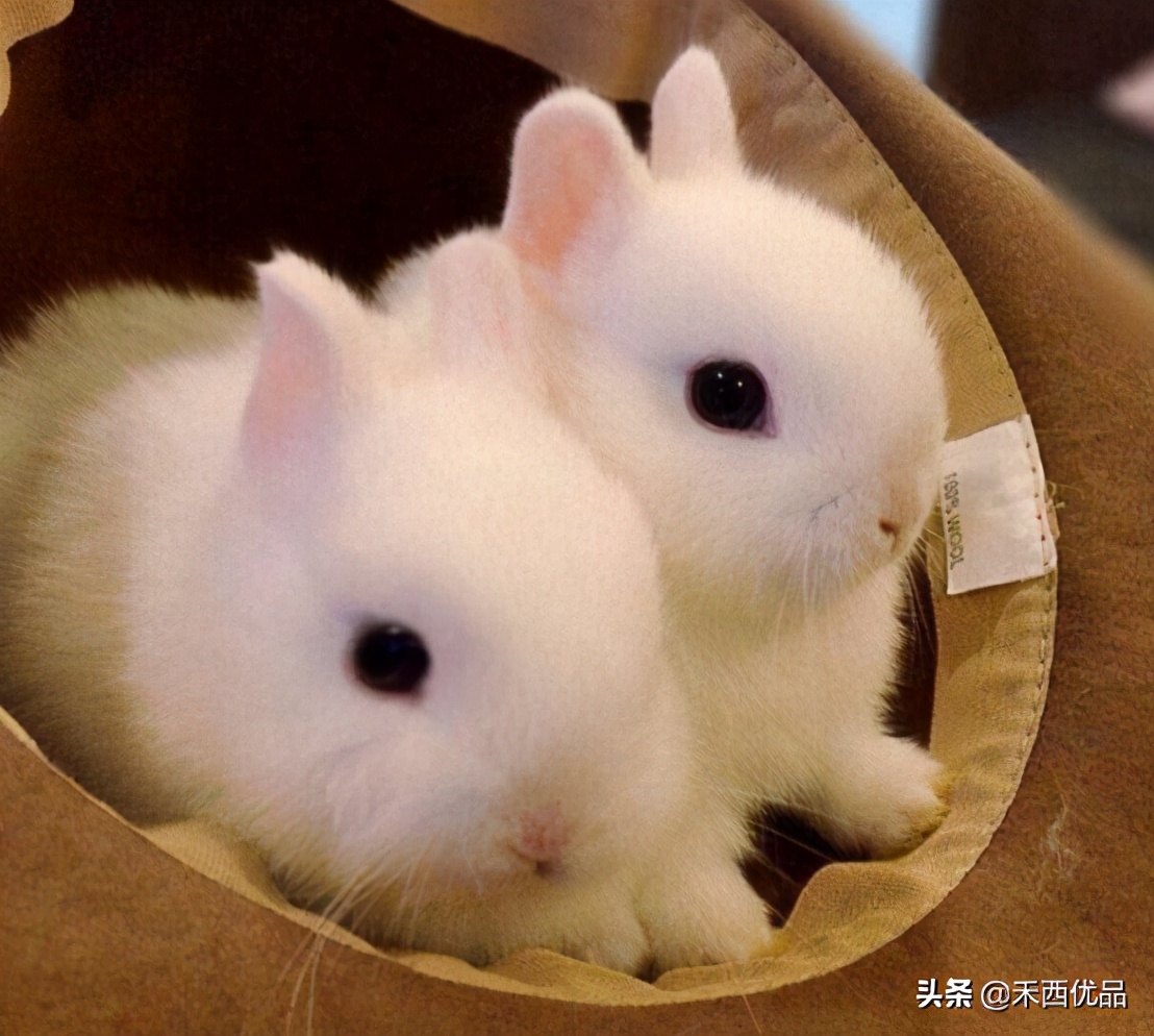 哪些的品种的兔兔可以作为家庭宠物呢？
