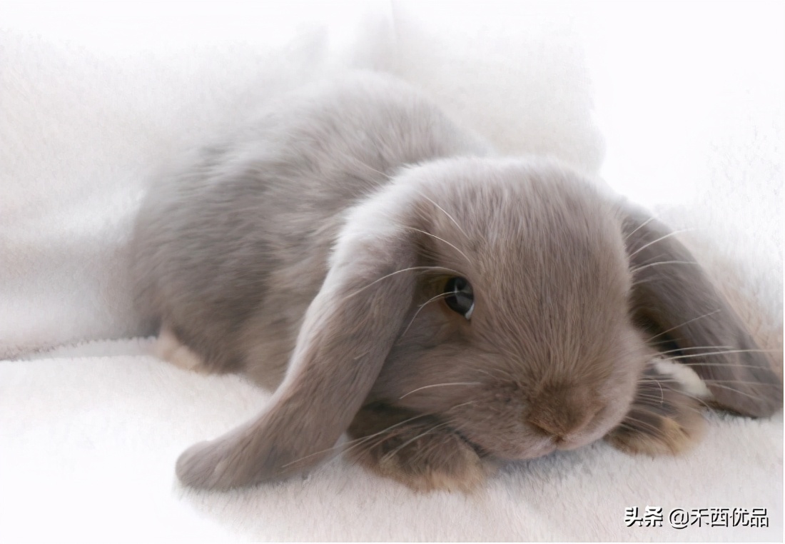 哪些的品种的兔兔可以作为家庭宠物呢？
