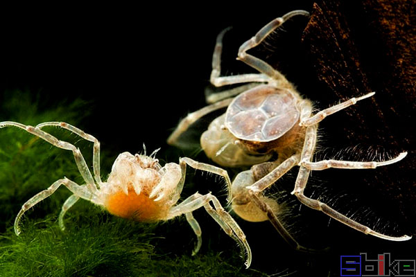 Sbike动植物百科：十大适合人工饲养淡水宠物蟹，常见易获取