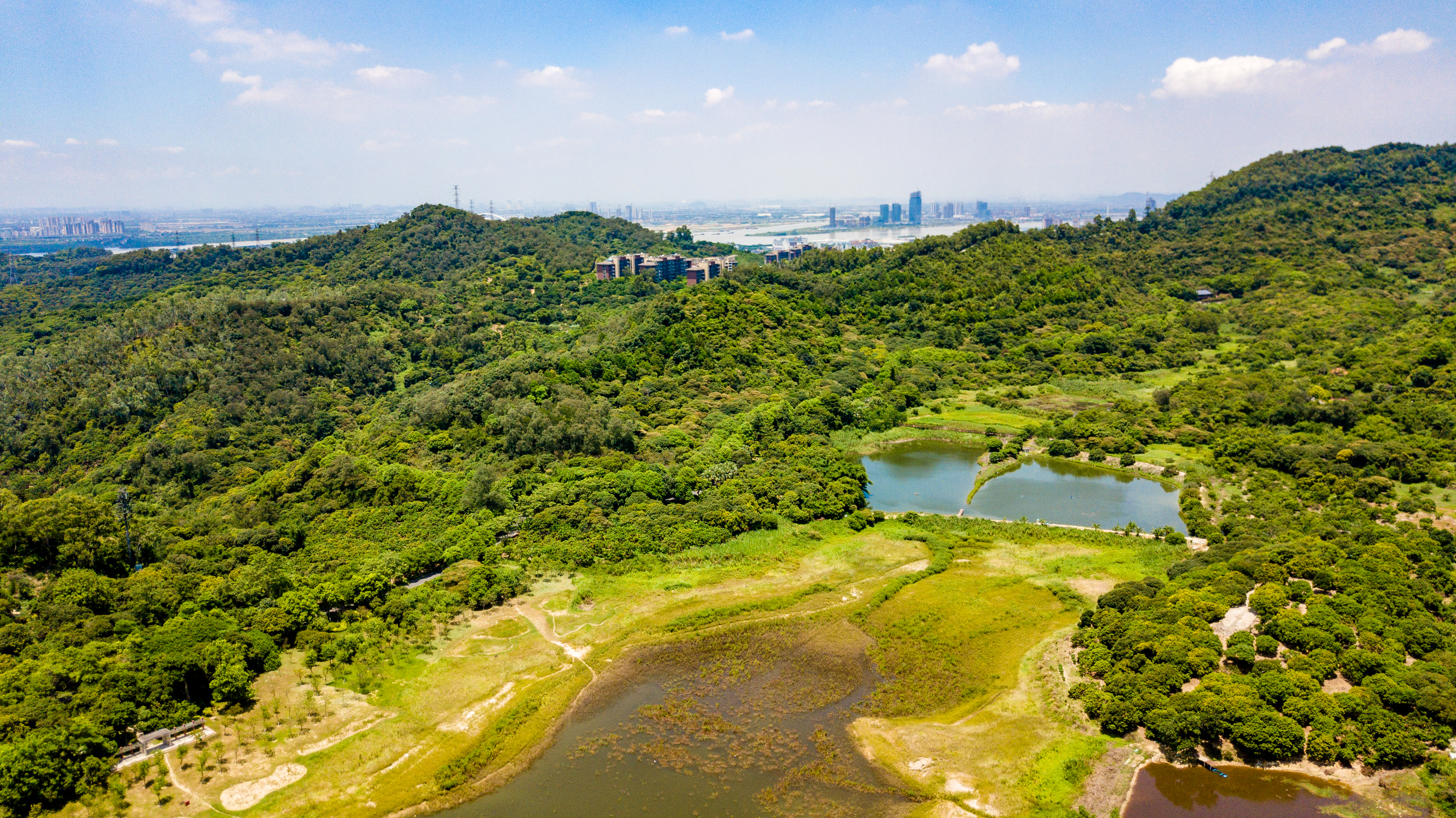 广州南沙除了有无边大海，还有城区最大免费森林公园，名字拗口