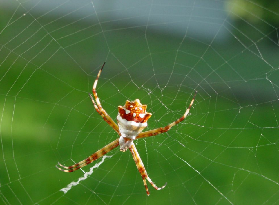 梦见蜘蛛正在织网，寓意着你正在为某件事努力