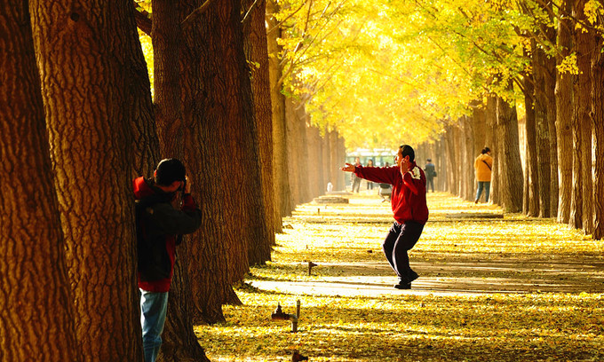 钓鱼台银杏大道，一到深秋，俨然成为北平城最美的那抹金黄
