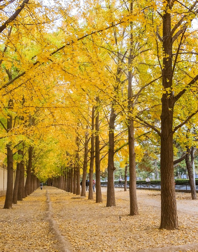 钓鱼台银杏大道，一到深秋，俨然成为北平城最美的那抹金黄