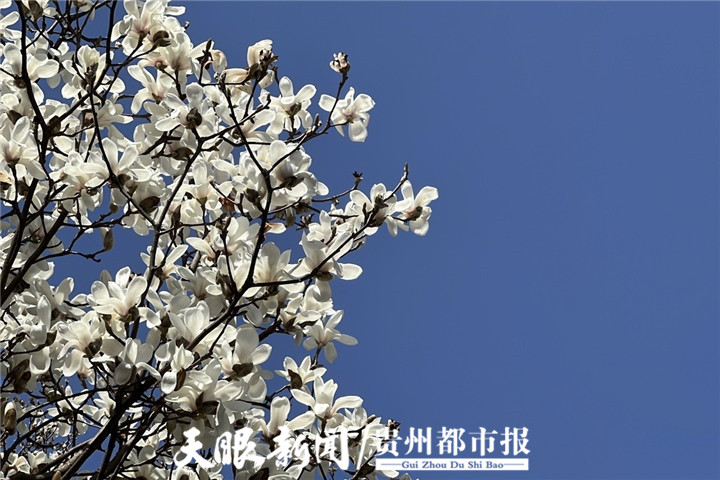 贵阳河滨公园花开了，游客赏花好热闹