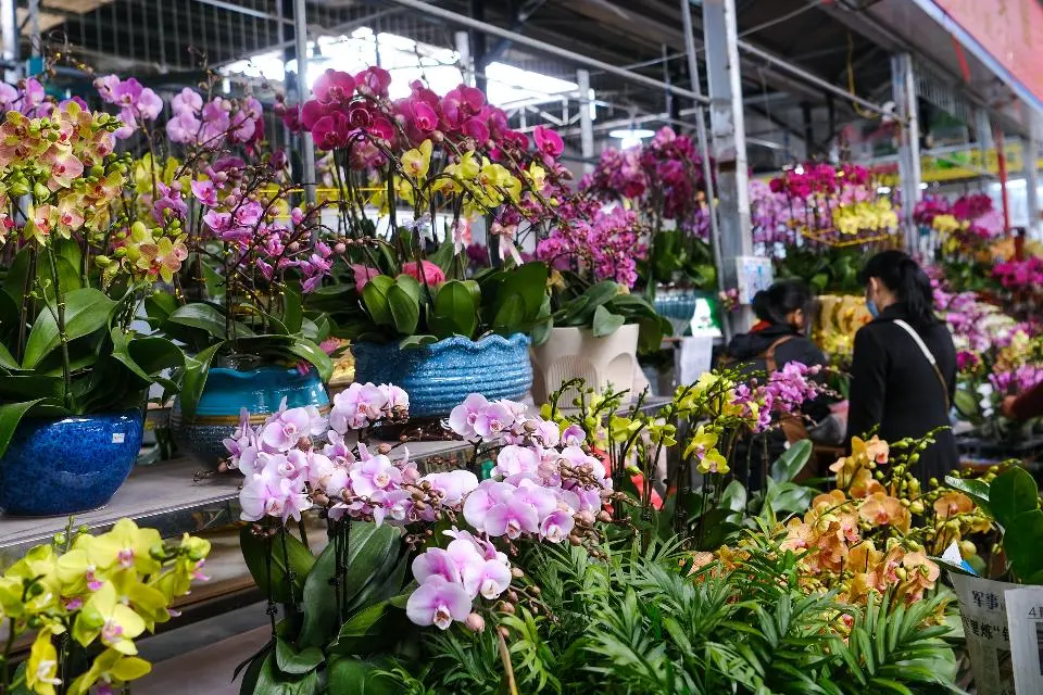荔湾｜今年也有“天光墟”！岭南花卉市场年花攻略来啦