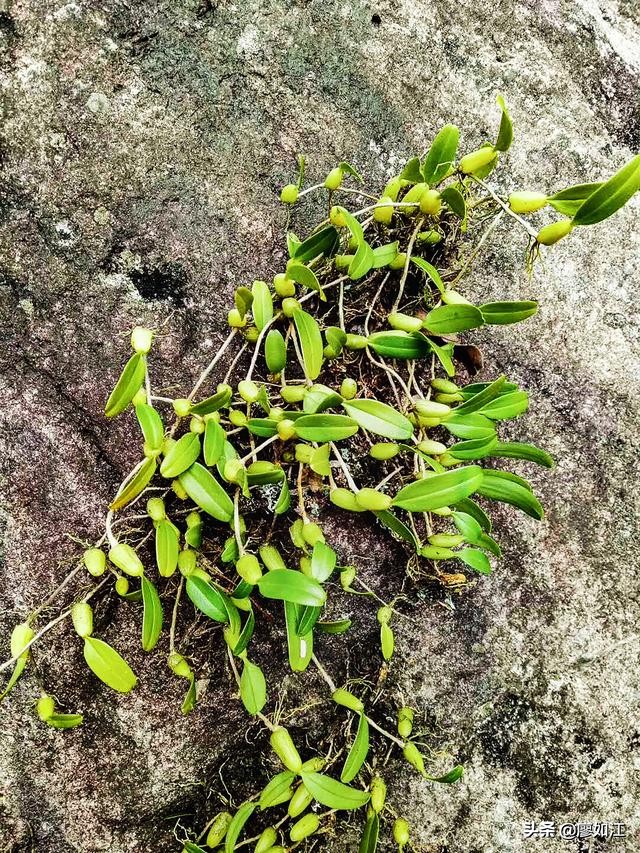 介绍一种深山老林里的中药——石橄榄