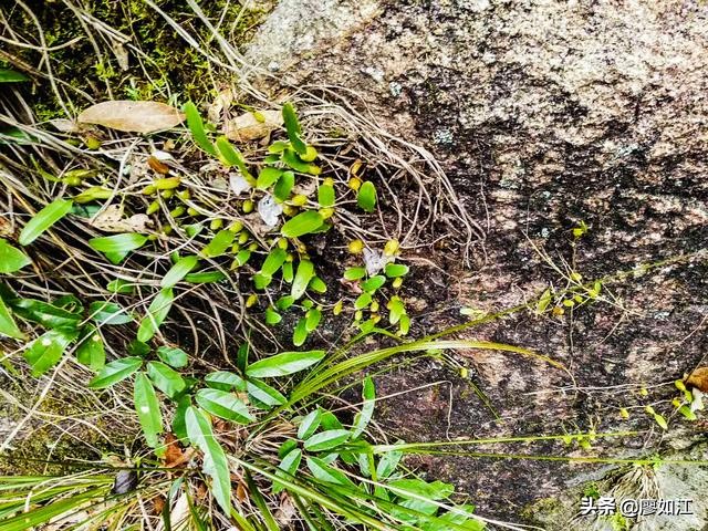 介绍一种深山老林里的中药——石橄榄