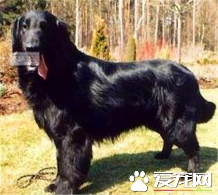 平毛巡回猎犬多少钱，平毛寻回犬幼犬多少钱一只，一般在600到2500元