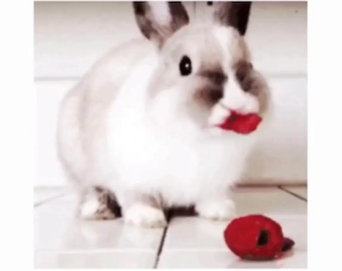 兔子能吃什么水果最好，兔兔可以吃水果吗？