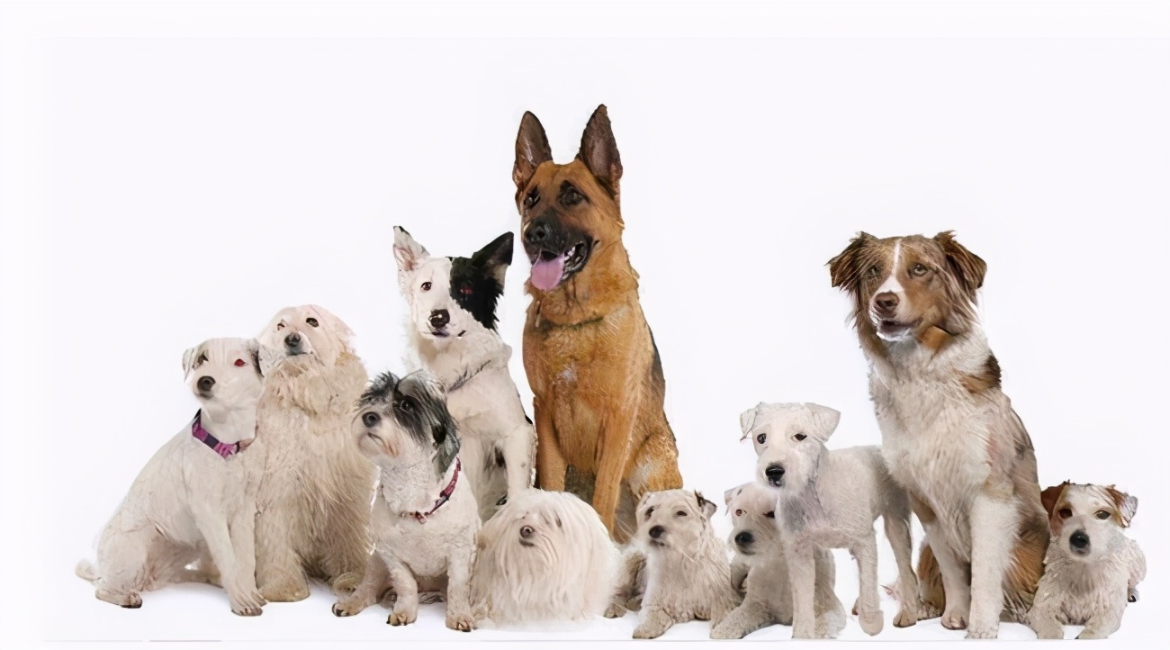 中华田园犬的寿命多长，注意了！这6种常见狗狗的寿命，你家“超龄”了吗？