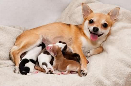 狗狗怀孕多久能看出来肚子大，狗狗怀孕要注意，产前产后很重要