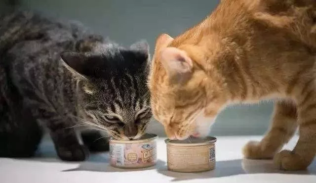 小猫一天喂几次猫粮，猫咪到底一天喂几次比较合适？