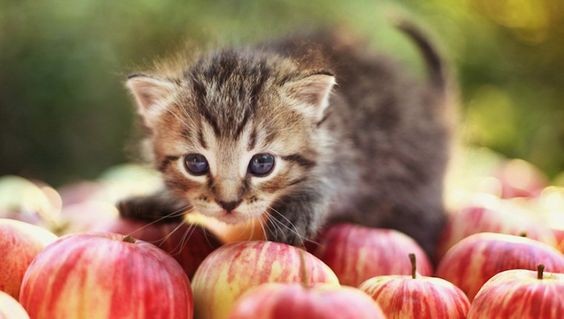 猫最爱吃的10种水果，【猫咪可吃水果】10，种有益水果！西瓜·木瓜竟是补水+消化好帮手
