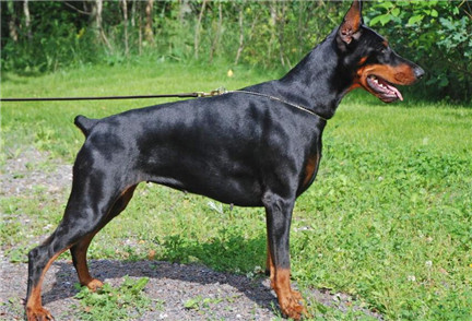 德国杜宾犬多少钱一只，怎么选购杜宾犬？杜宾犬多少钱一只？