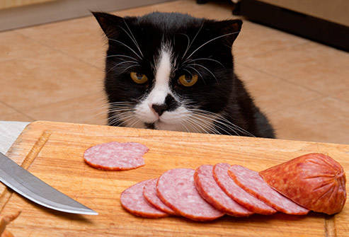 猫可以吃羊肉吗熟的，天天只知道给猫咪吃猫粮，殊不知这6种肉，非常适合猫咪吃