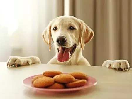 狗狗能吃猪肝吗怎样吃最好，光吃狗粮太单调？十种狗狗美味营养餐自制法
