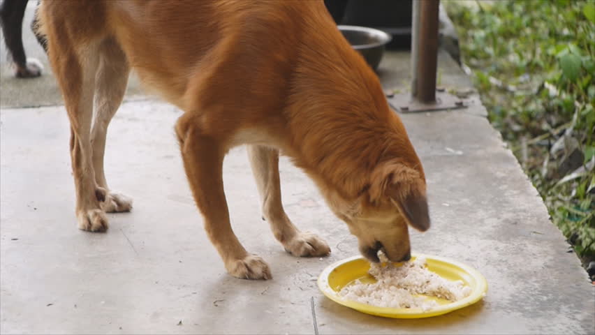 金毛可以吃米饭吗容易消化吗，狗狗能吃米饭吗？对它的身体有什么好处？适当喂食但不能长期吃
